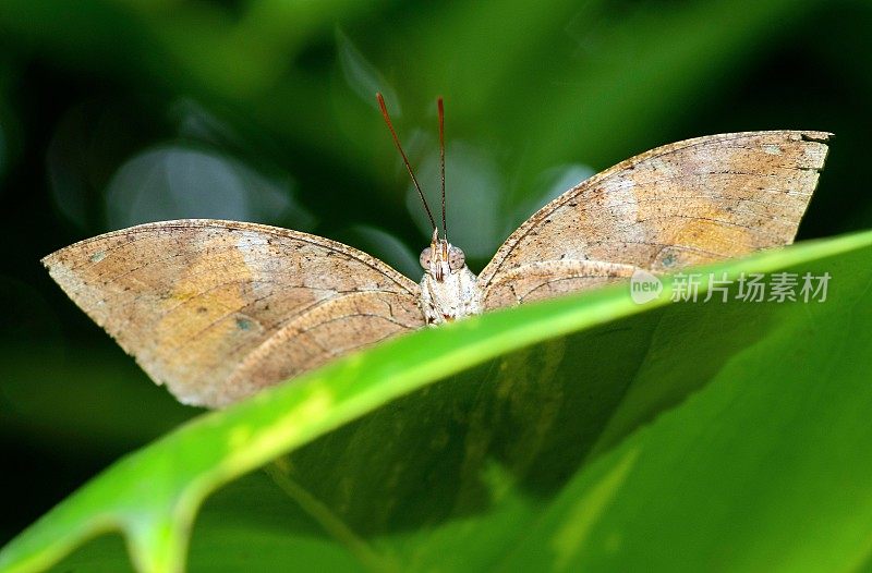 叶蝴蝶(Kallima inachus)展开翅膀看着镜头。